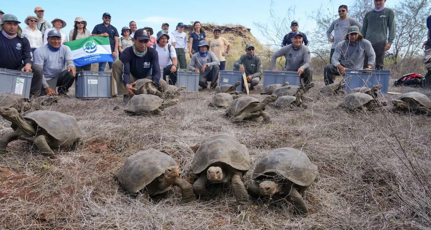 158 riesige, bedrohte Landschildkröten auf einer Galápagos-Insel freigelassen, wo sie seit 180 Jahren ausgestorben waren