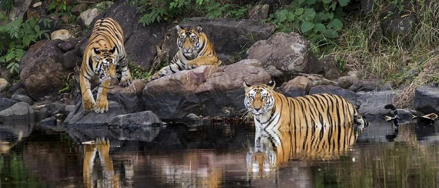 Die Tigerpopulation verdoppelte sich in Indien in nur zehn Jahren