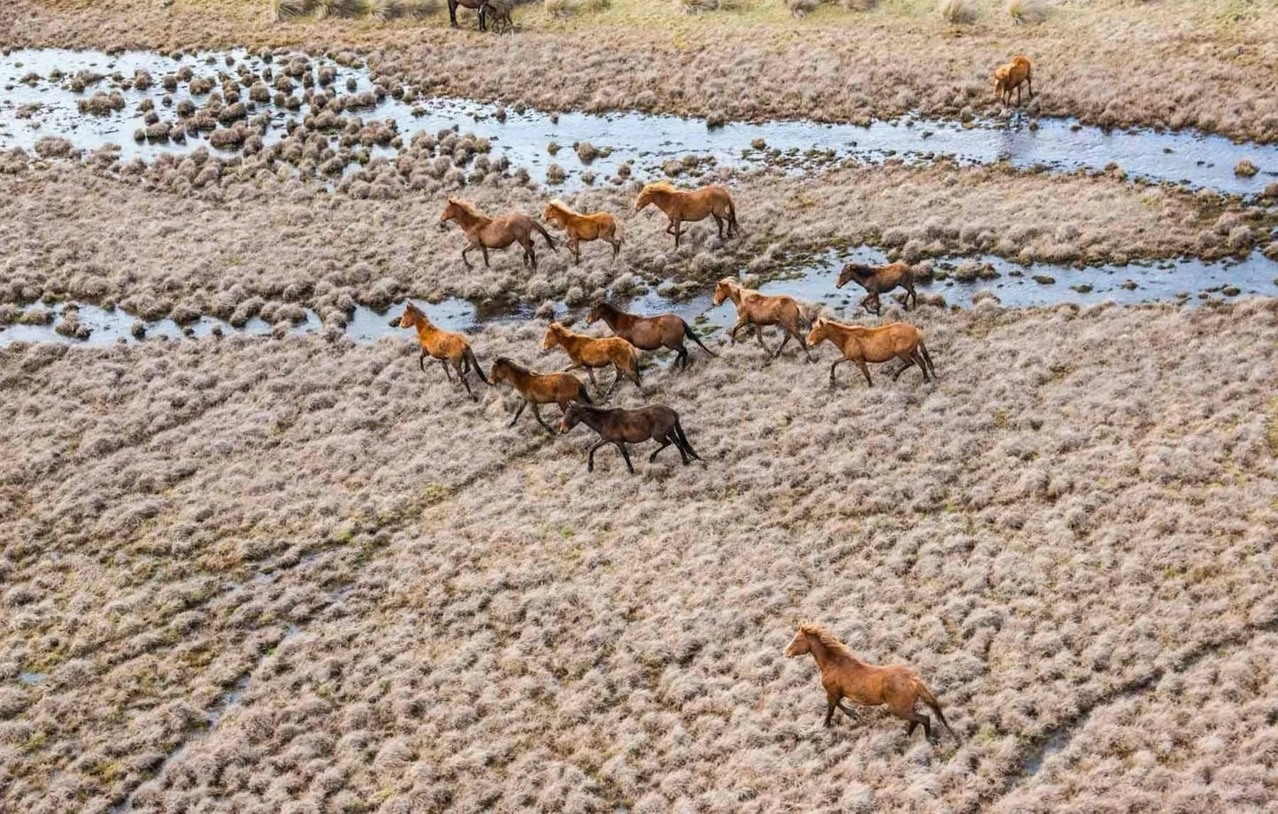 In Australien werden Tausende Wildpferde getötet, um einen Nationalpark zu retten