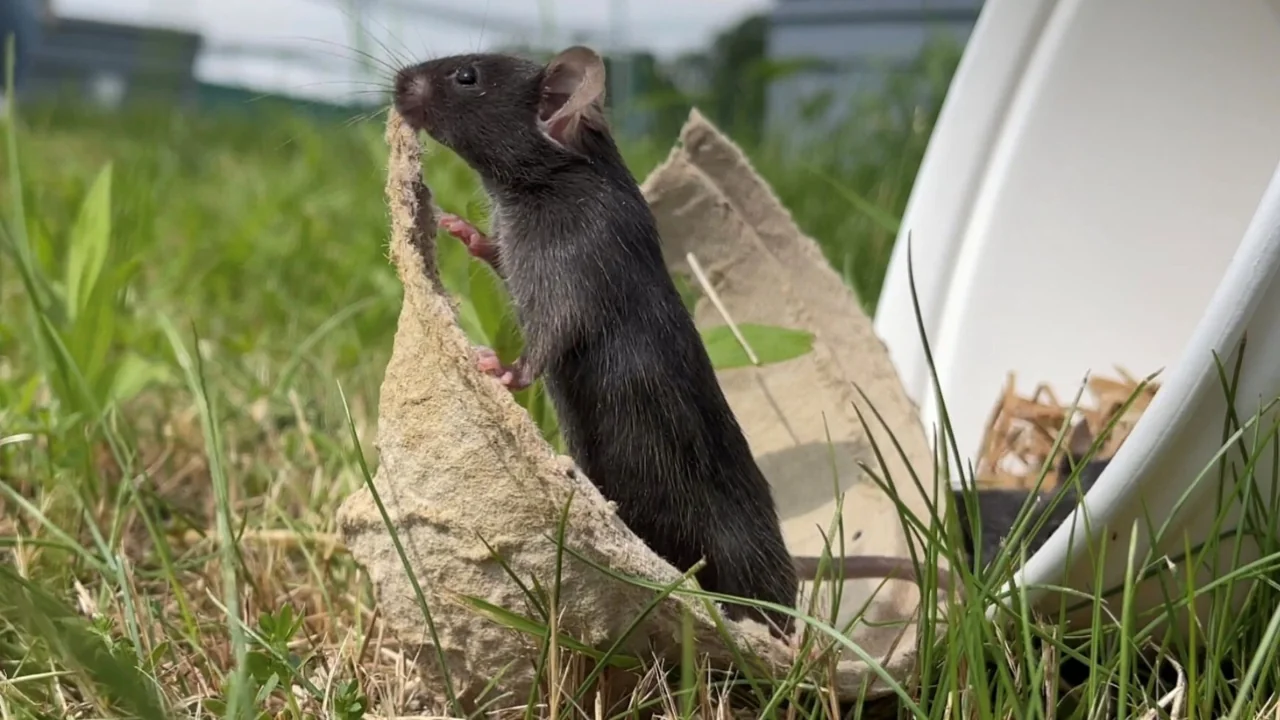 In der freien Natur freigelassene Mäuse offenbaren die Schwachstellen der Laborforschung